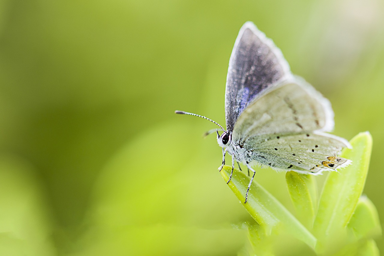 butterfly, insects, nature, animal, wing, macro, photo, camera, affix, photo, photo, photo, photo, photo, camera