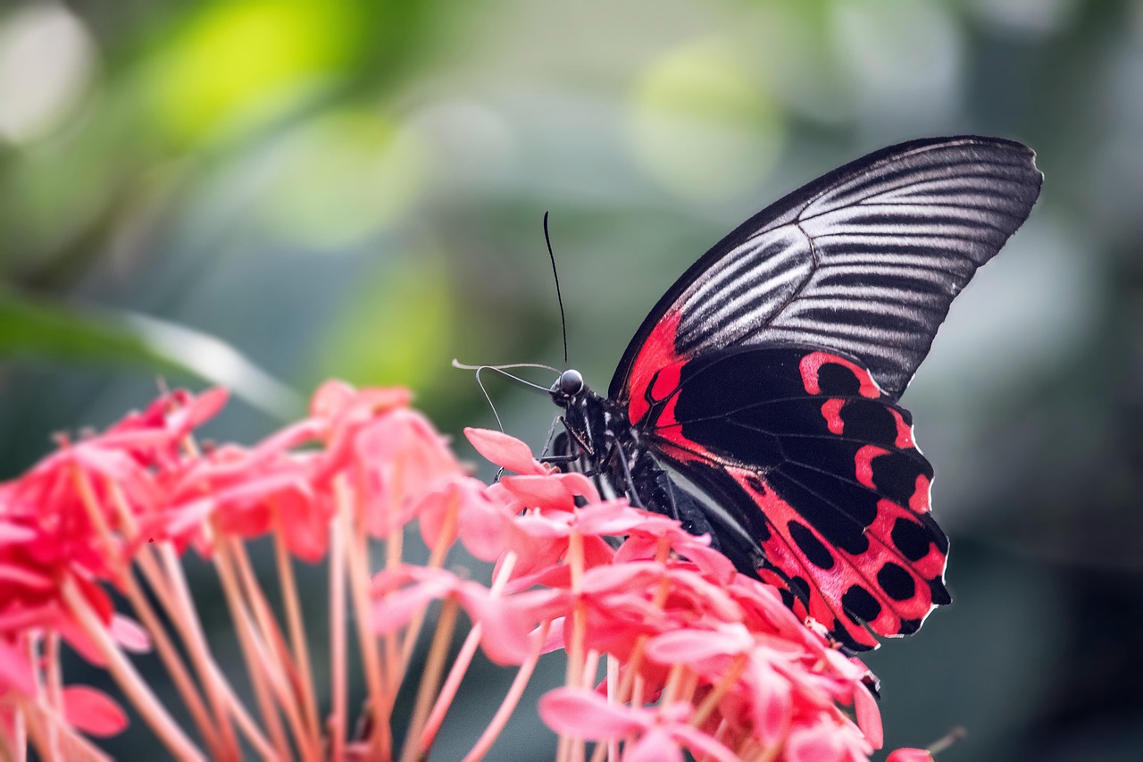 scarlet mormon butterfly, insect, flowers, red mormon butterfly, butterfly, wings, plant, garden, flower wallpaper, nature, closeup, insect, beautiful flowers, flowers, butterfly, flower background, butterfly, butterfly, butterfly, butterfly